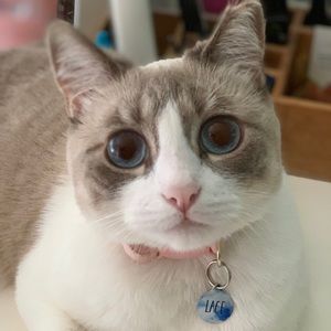 Meet your Posher, Lia